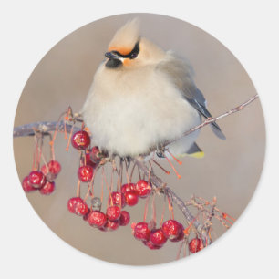 Pegatina Redonda Bohemias en invierno, Canadá