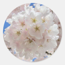 Bolas de flores rosadas.