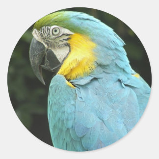 Pegatina Redonda Bonito Bird