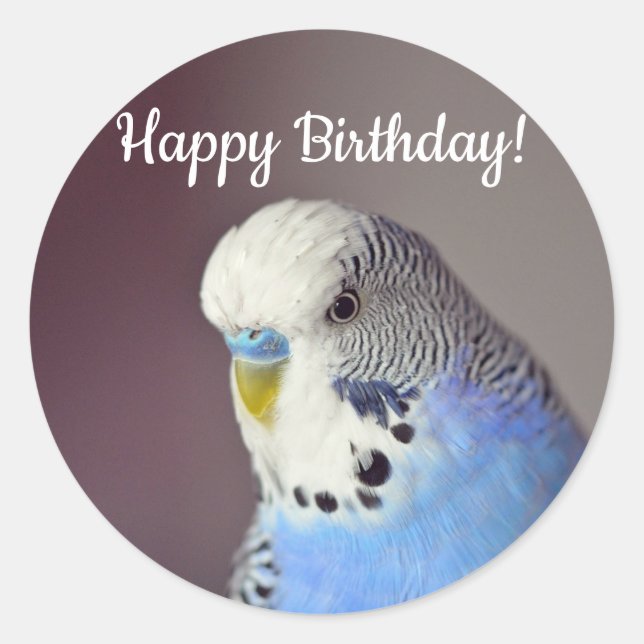 Pegatina Redonda Bonito Blue Budgie Photo Birthday (Anverso)