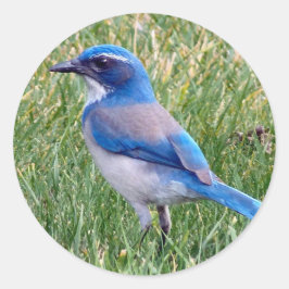 Pegatina Redonda Bonito Blue Scrub Jay Bird Photo