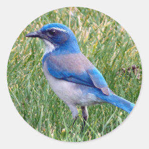 Pegatina Redonda Bonito Blue Scrub Jay Bird Photo