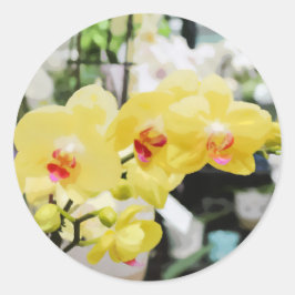 Pegatina Redonda Bonito cuadro de flores de orquídeas tropicales am