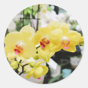Pegatina Redonda Bonito cuadro de flores de orquídeas tropicales am