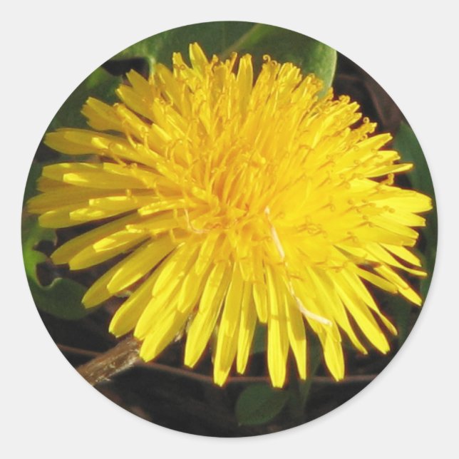 Pegatina Redonda Bonito Dandelion (Anverso)