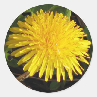 Pegatina Redonda Bonito Dandelion