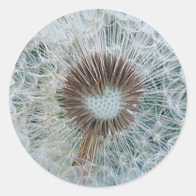 Pegatina Redonda Bonito Dandelion blanco (Anverso)