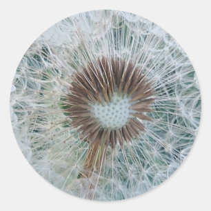 Pegatina Redonda Bonito Dandelion blanco