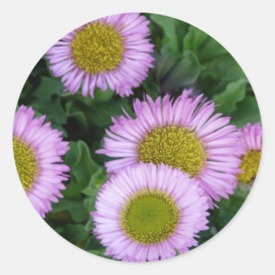 Pegatina Redonda Bonito Lavender Erigeron Flowers