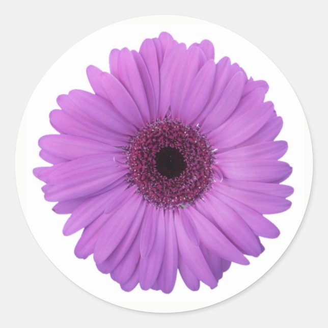 Pegatina Redonda Bonito Morado Fotográfico Gerbera Daisy Flower (Anverso)