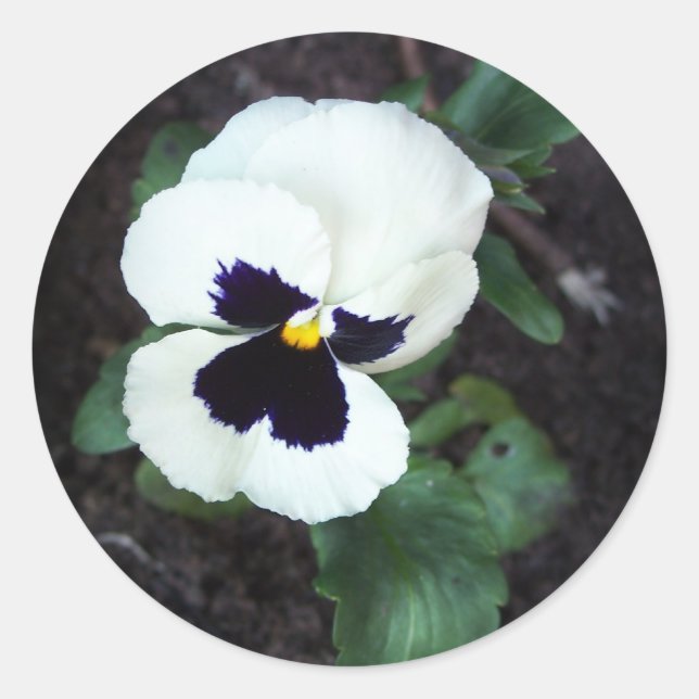 Pegatina Redonda Bonito Pansy Blanco (Anverso)