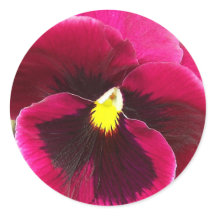 Bonito Púrpura Pansy Floral