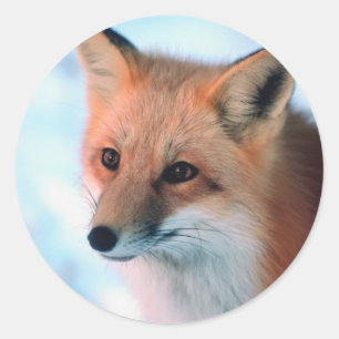 Pegatina Redonda Bonito Red Fox