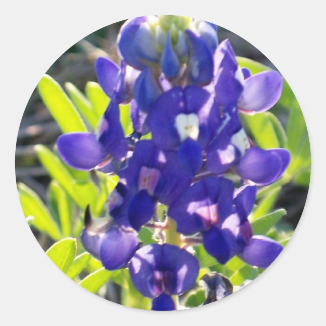 Pegatina Redonda Bonnet azul (Anverso)