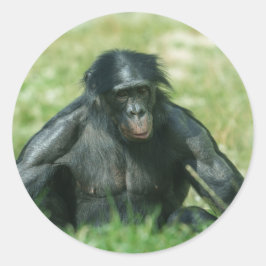 Pegatina Redonda Bonobo muscular en la hierba