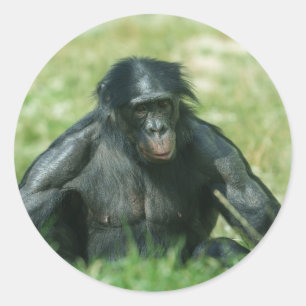 Pegatina Redonda Bonobo muscular en la hierba
