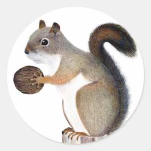 Pegatina Redonda Boomer Squirrel