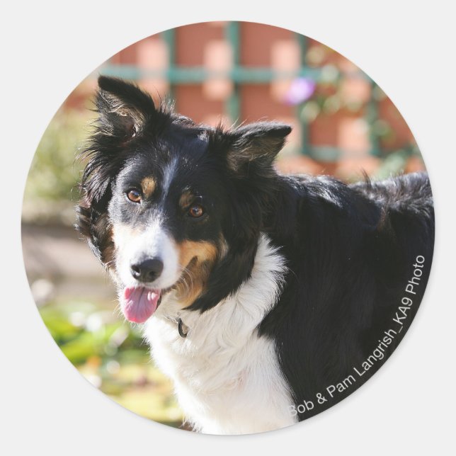 Pegatina Redonda Borde de Collie Panting 1 (Anverso)