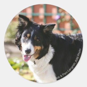 Pegatina Redonda Borde de Collie Panting 1