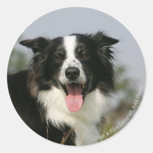 Pegatina Redonda Borde de Collie Panting Cabeza 1