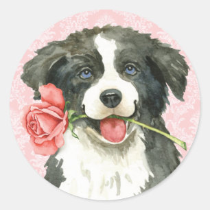 Pegatina Redonda Border collie subió tarjeta del día de San