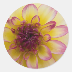 Pegatina Redonda Borgoña, dahlia amarilla y blanca