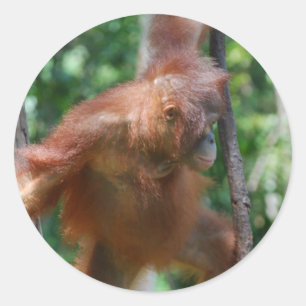 Pegatina Redonda Borneo Great Ape Orangutan