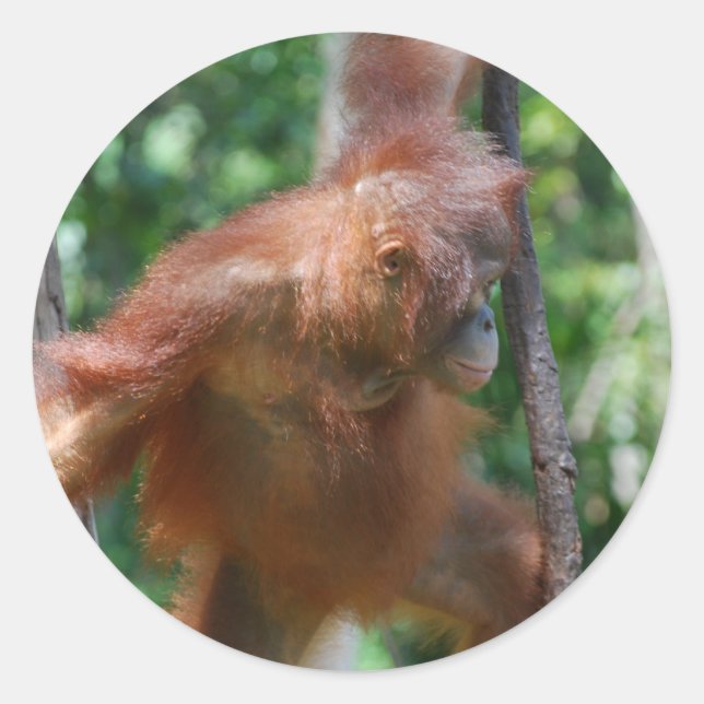 Pegatina Redonda Borneo Great Ape Orangutan (Anverso)