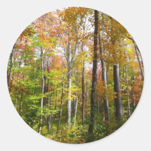 Pegatina Redonda Bosque de otoño I Fotografía de paisaje de otoño