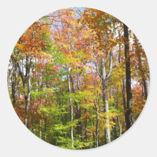 Pegatina Redonda Bosque de Otoño II Fotografía de paisaje otoñal