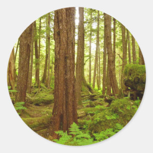 Pegatina Redonda Bosque Lluvioso Templado de Alaska
