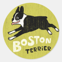 Boston Terrier