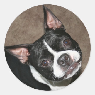Pegatina Redonda Boston Terrier: Cara brillante
