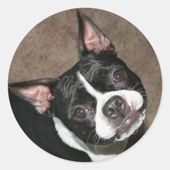 Pegatina Redonda Boston Terrier: Cara brillante (Anverso)