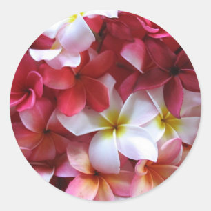 Pegatina Redonda Bouquet Plumeria Flower Cluster