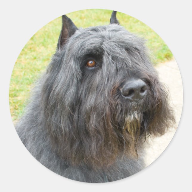 Pegatina Redonda Bouvier des Flandres (Anverso)