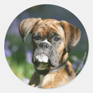Pegatina Redonda Boxer Dog Headshot