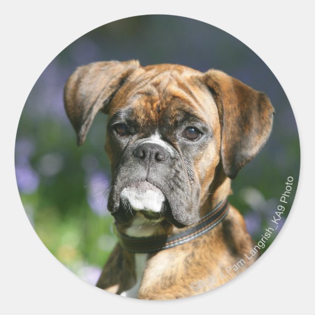 Pegatina Redonda Boxer Dog Headshot (Anverso)