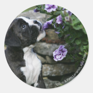 Pegatina Redonda Boxer Dog Panting