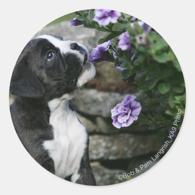 Pegatina Redonda Boxer Dog Panting (Anverso)