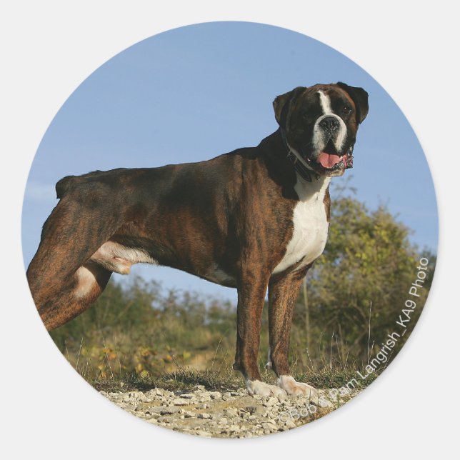 Pegatina Redonda Boxer Dog Show Stance (Anverso)