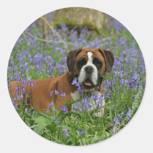 Pegatina Redonda Boxer en Bluebells