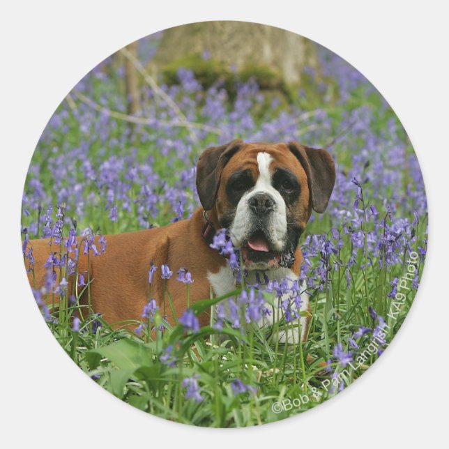 Pegatina Redonda Boxer en Bluebells (Anverso)