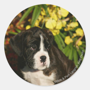 Pegatina Redonda Boxer Puppies