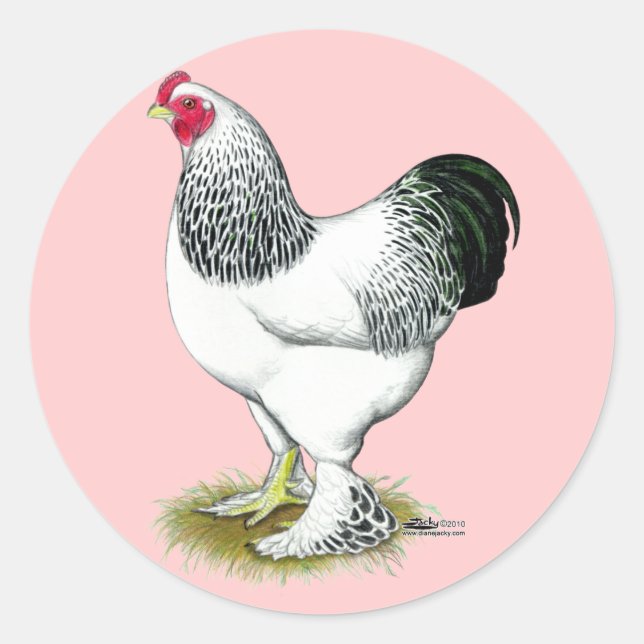 Pegatina Redonda Brahma: Rooster ligero (Anverso)