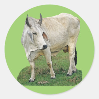 Pegatina Redonda Brahman Cow