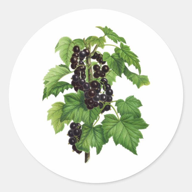 Pegatina Redonda Branch with Black Currant Fruit (Anverso)