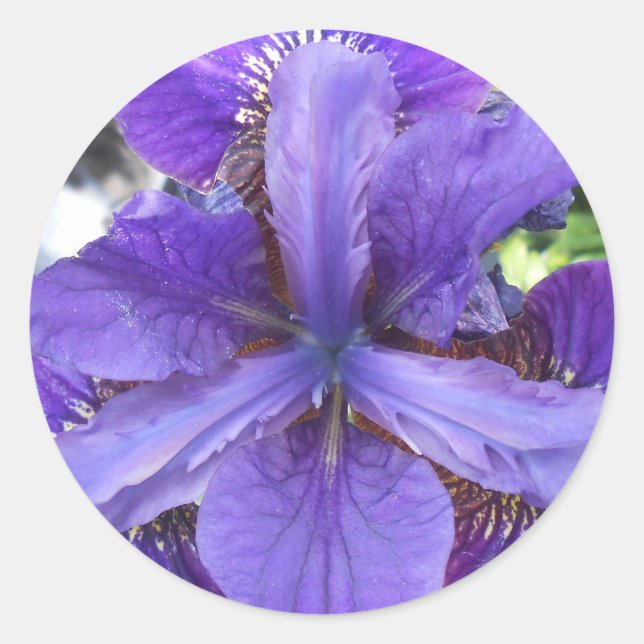 Pegatina Redonda Brandeis (Anverso)