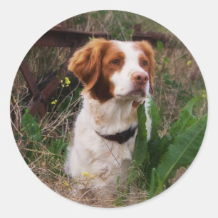 Pegatina Redonda Bretaña