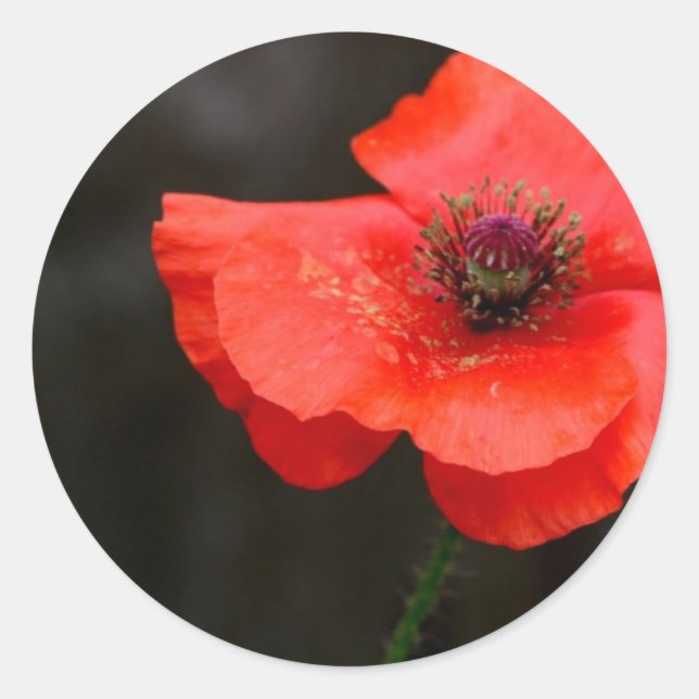 Pegatina Redonda Brillante Red Poppy (Anverso)